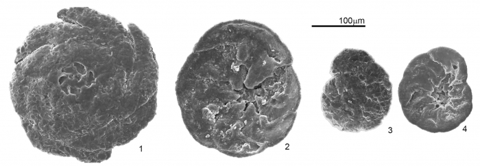 Lepidodeuterammina ochracea (Williamson, 1858)