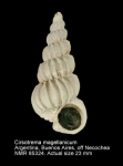 Cirsotrema magellanicum