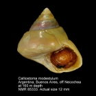 Calliostoma modestulum