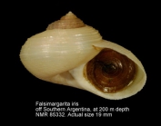 Falsimargarita iris