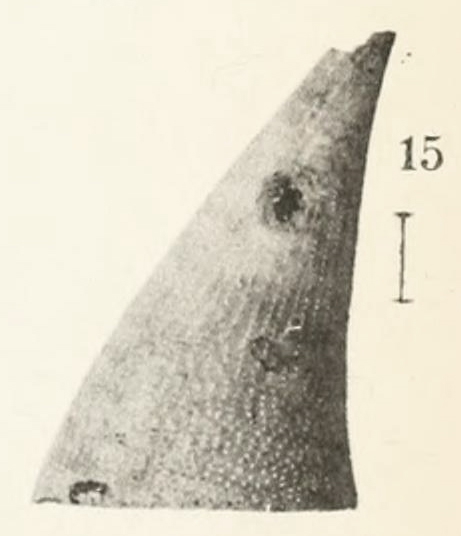 Fissurisepta crossei Original figure pl. 22 fig. 15 (actual height 5.5 mm) Fissurisepta crossei Original figure pl. 22 fig. 15 (actual height 5.5 mm)