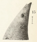 Fissurisepta crossei  Original figure pl. 22 fig. 15 (actual height 5.5 mm)