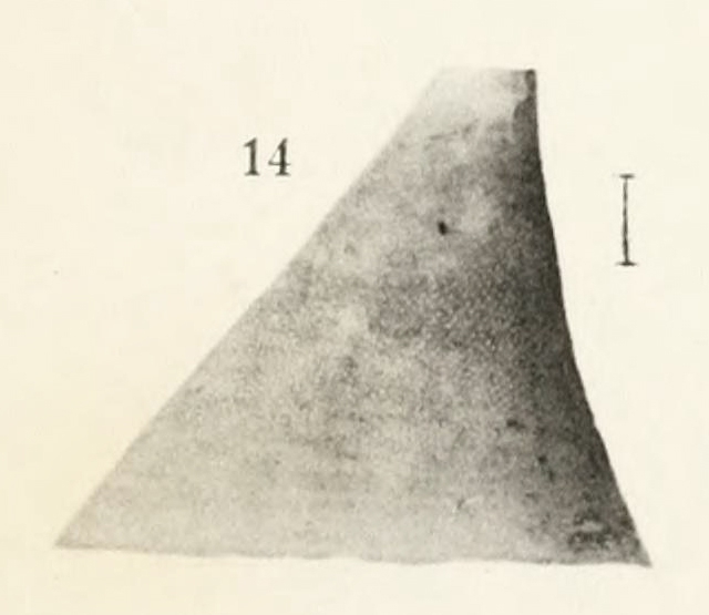 Fissurisepta microphyma Original figure pl. 22 fig. 14 (actual height 5 mm) Fissurisepta microphyma Original figure pl. 22 fig. 14 (actual height 5 mm)