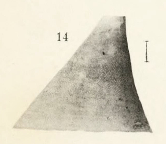 Fissurisepta microphyma  Original figure pl. 22 fig. 14 (actual height 5 mm)