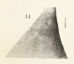 Fissurisepta microphyma  Original figure pl. 22 fig. 14 (actual height 5 mm)