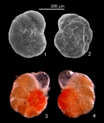 Discorinopsis aguayoi (Bermúdez, 1935)