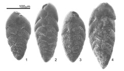 NOT Bolivina ordinaria Phleger & Parker, 1952 (compare with holotype)