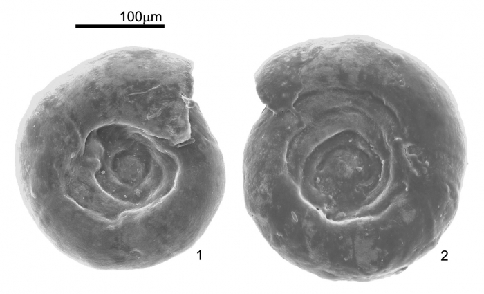 Cornuspira involvens (Reuss, 1850)