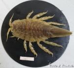 Northeastern Sakhalin, Okhotsk Sea, male, 8.2 cm (about 13 g),  live color