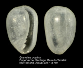 Granulina ocarina