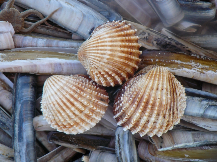 Acanthocardia echinata (Linnaeus, 1758)