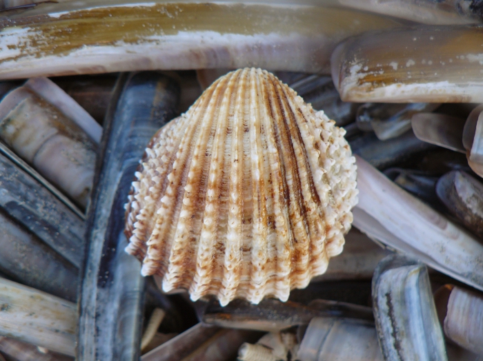 Acanthocardia echinata (Linnaeus, 1758)