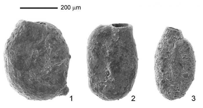 Miliammina fusca (Brady, 1870)