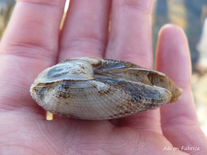 Barnea candida (Linnaeus, 1758)