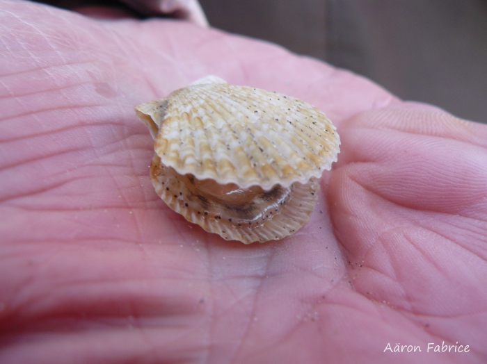 Aequipecten opercularis (Linnaeus, 1758)