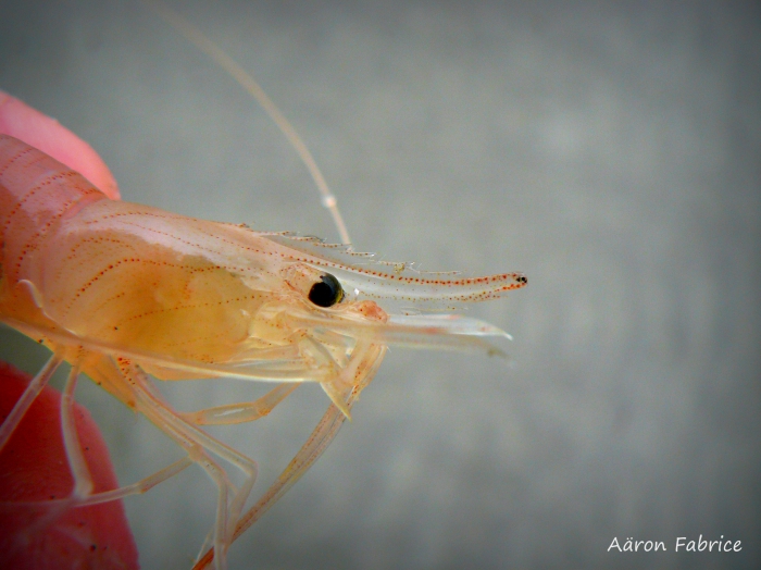 Palaemon serratus (Pennant, 1778)