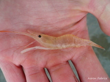 Palaemon serratus (Pennant, 1778), author: Fabrice, Aäron