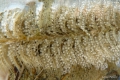 Hydrozoa (hydroids)