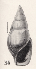 Rissoina vitiusculensis Pezant, 1910