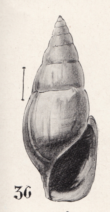 Rissoina vitiusculensis Pezant, 1910 Rissoina vitiusculensis Pezant, 1910