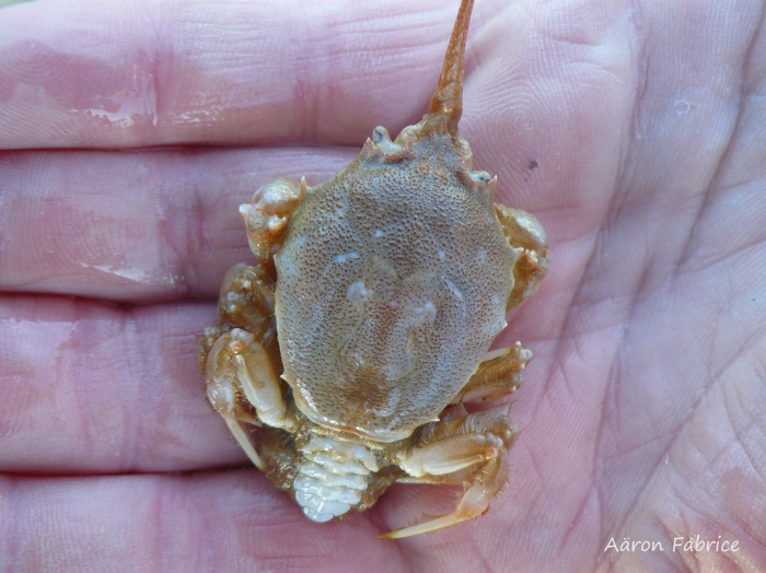 Corystes cassivelaunus (Pennant, 1777) Corystes cassivelaunus (Pennant, 1777)