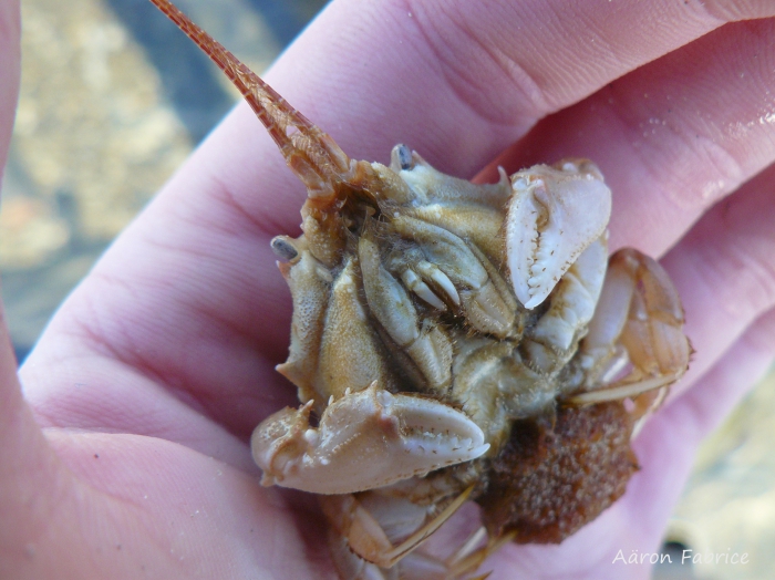 Corystes cassivelaunus (Pennant, 1777) Corystes cassivelaunus (Pennant, 1777)