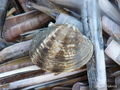 Mollusca (molluscs)