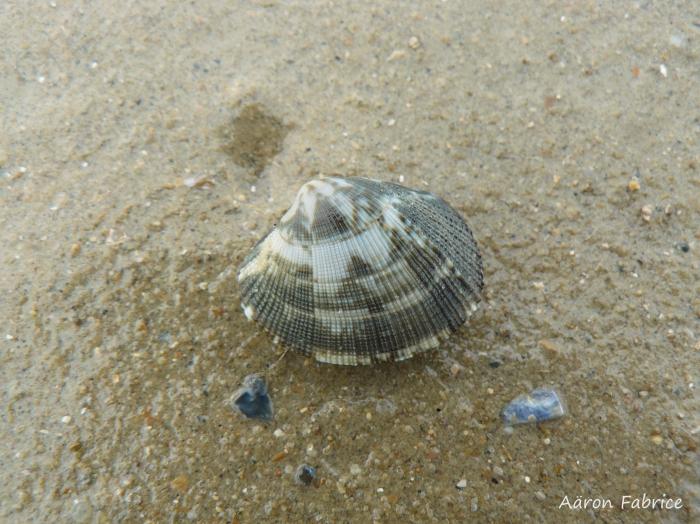 Ruditapes philippinarum (Adams & Reeve, 1850)