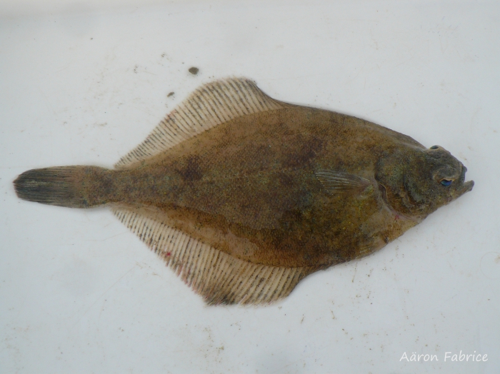 Limanda limanda (Linnaeus, 1758) Limanda limanda (Linnaeus, 1758)