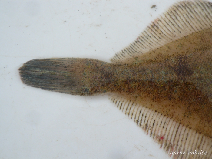 Limanda limanda (Linnaeus, 1758) Limanda limanda (Linnaeus, 1758)