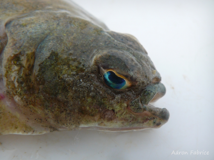 Limanda limanda (Linnaeus, 1758) Limanda limanda (Linnaeus, 1758)