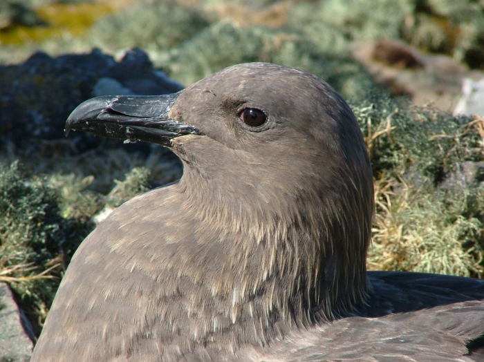 Detail of skua