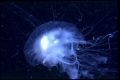 Scyphozoa (jelly fish)