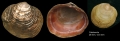 Mollusca (molluscs)