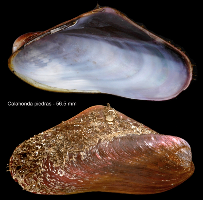 Modiolus lulat (Dautzenberg, 1891) Modiolus lulat (Dautzenberg, 1891)