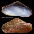 Mollusca (molluscs)