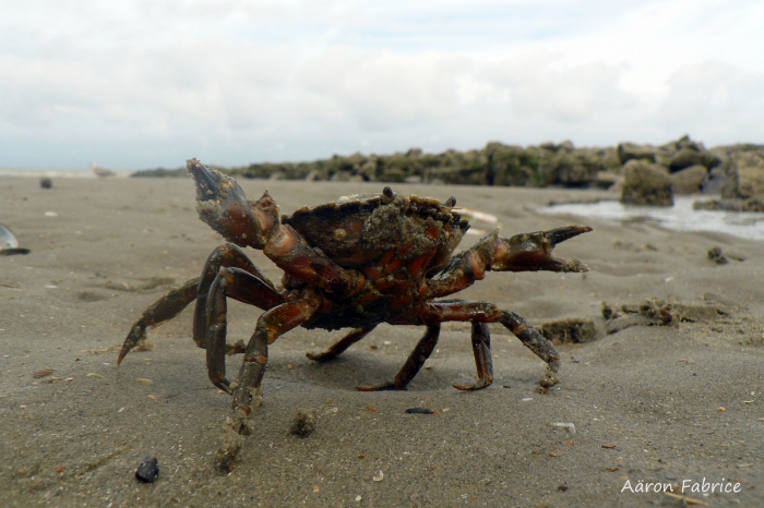 Carcinus maenas (Linnaeus, 1758)