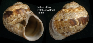 Natica vittata (Gmelin, 1791)Shell from Calahonda, Maga province, Spain, actual size 16 mm