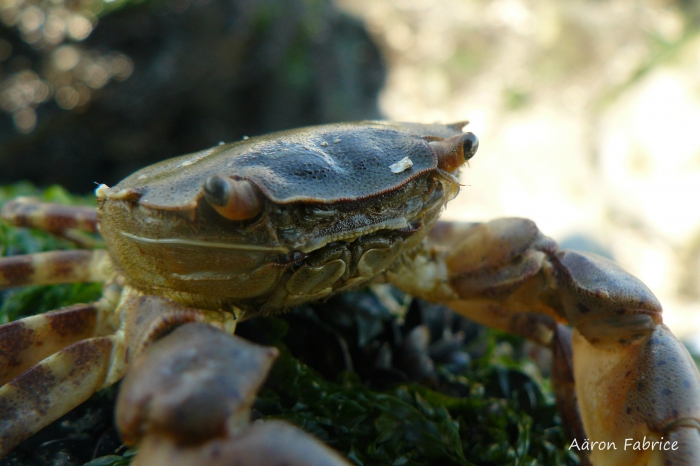 Hemigrapsus sanguineus (De Haan, 1835)