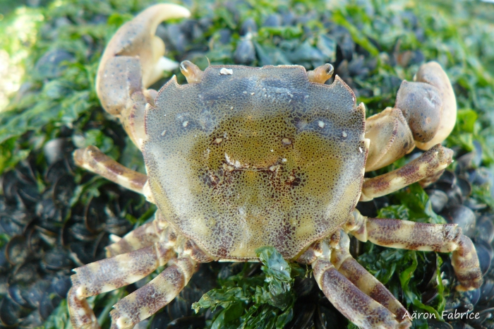 Hemigrapsus sanguineus (De Haan, 1835)