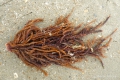 Rhodophyta (red algae)