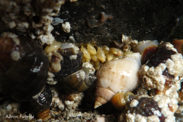 Nucella lapillus (Linnaeus, 1758) with eggs.