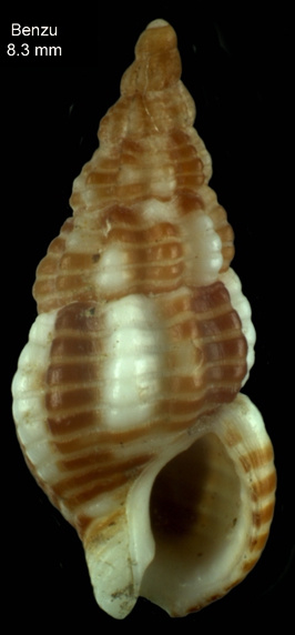Nassarius tingitanus Pallary, 1901)Specimen from Benzú, Ceuta (actual size 8.3 mm) Nassarius tingitanus Pallary, 1901)Specimen from Benzú, Ceuta (actual size 8.3 mm)