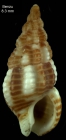 Nassarius tingitanus Pallary, 1901)Specimen from Benzú, Ceuta (actual size 8.3 mm)