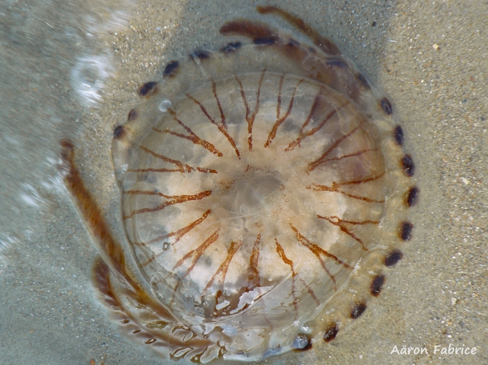 Chrysaora hysoscella (Linnaeus, 1767) 