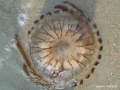 Scyphozoa (jelly fish)