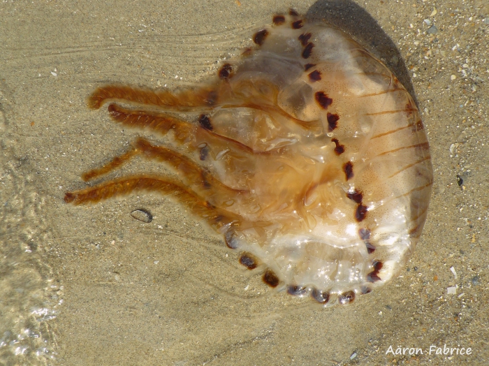 Chrysaora hysoscella (Linnaeus, 1767) 