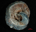 Dendropoma lebeche Templado, Richter & Calvo, 2016 Holotype from Cala Abellán, Cabo de Palos, Spain (11 x 9 mm) 