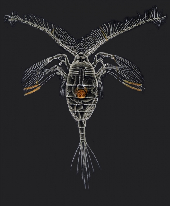  Haloptilus longicornis