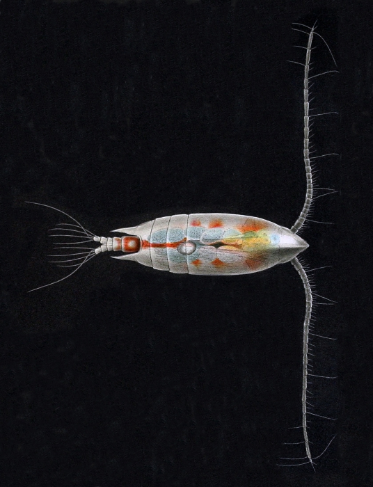 Aetideus giesbrechti